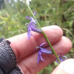 Lobelia gruina