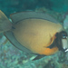 Mimic Surgeonfish - Photo (c) Mark Rosenstein, some rights reserved (CC BY-NC-SA), uploaded by Mark Rosenstein