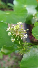 Hydrocotyle verticillata triradiata
