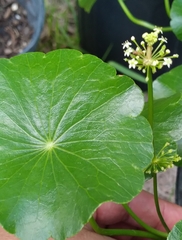 Hydrocotyle verticillata triradiata