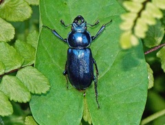 Platycerus caprea