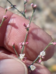 Eriogonum apiculatum