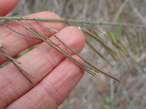 Image of Boechera polyantha by no rights reserved