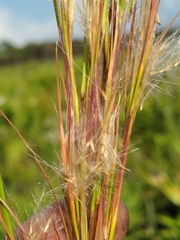 Andropogon longiberbis