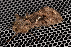 Ctenoplusia limbirena