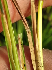 Andropogon longiberbis