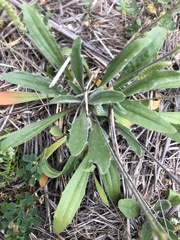 Plantago debilis
