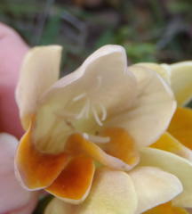 Freesia fergusoniae