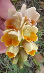 Freesia fergusoniae
