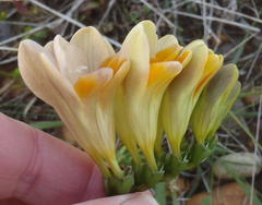 Freesia fergusoniae