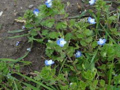 Veronica persica