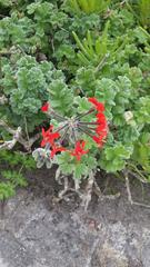 Pelargonium fulgidum