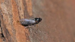 Pissonotus