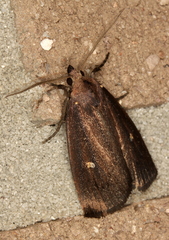 Egone bipunctalis