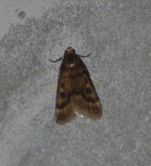 Loxostegopsis polle