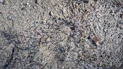 Eriogonum apiculatum