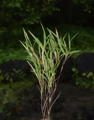 Oropetium villosulum