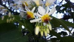 Sparrmannia africana