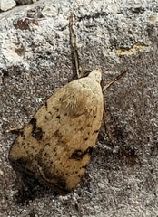 Micrathetis triplex