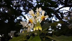 Sparrmannia africana
