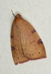 Detounda leptoplasta