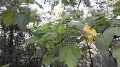 Sparrmannia africana