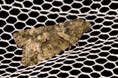 Pherechoa crypsichlora