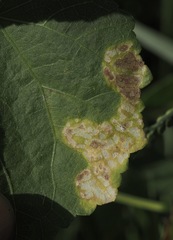Telamoptilia hibiscivora