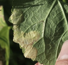 Telamoptilia hibiscivora