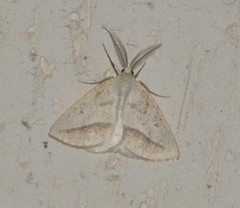 Lychnosea intermicata