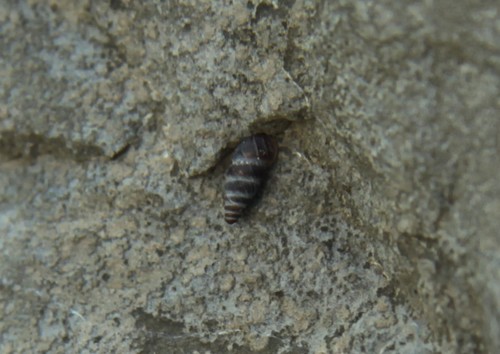 chondrína skalná (Chondrina arcadica)