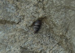 Chondrina