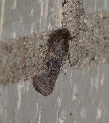 Acrolophus popeanella