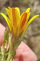 Cullumia aculeata sublanata