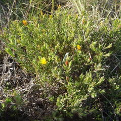 Cullumia aculeata sublanata