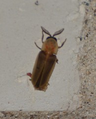 Pleotomus pallens