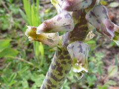 Lachenalia variegata