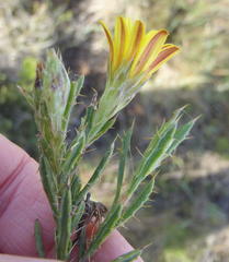 Cullumia aculeata sublanata