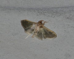 Apilocrocis brumalis