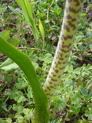 Lachenalia variegata