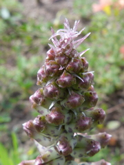 Lachenalia variegata
