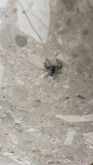 Platycryptus