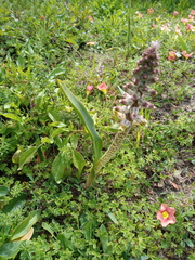 Lachenalia variegata