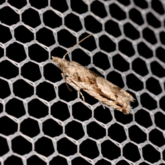 Holocola thalassinana