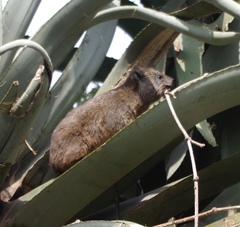 Procavia capensis johnstoni