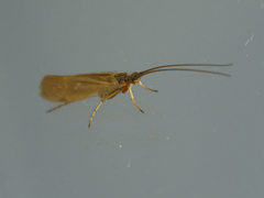 Limnephilus auricula