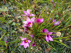 Romulea cruciata