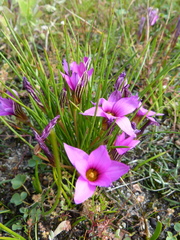 Romulea cruciata