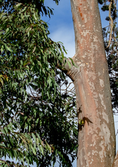 Corymbia maculata