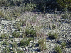 Muhlenbergia rigida